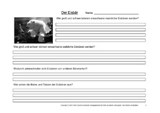 Eisbär-Fragen-2.pdf